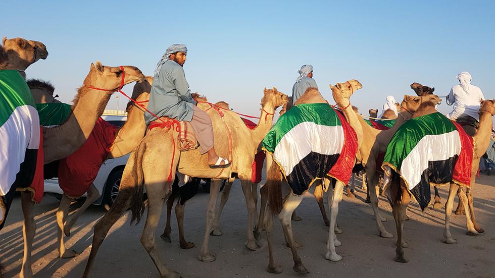 Arabs are riding camels in Dubai