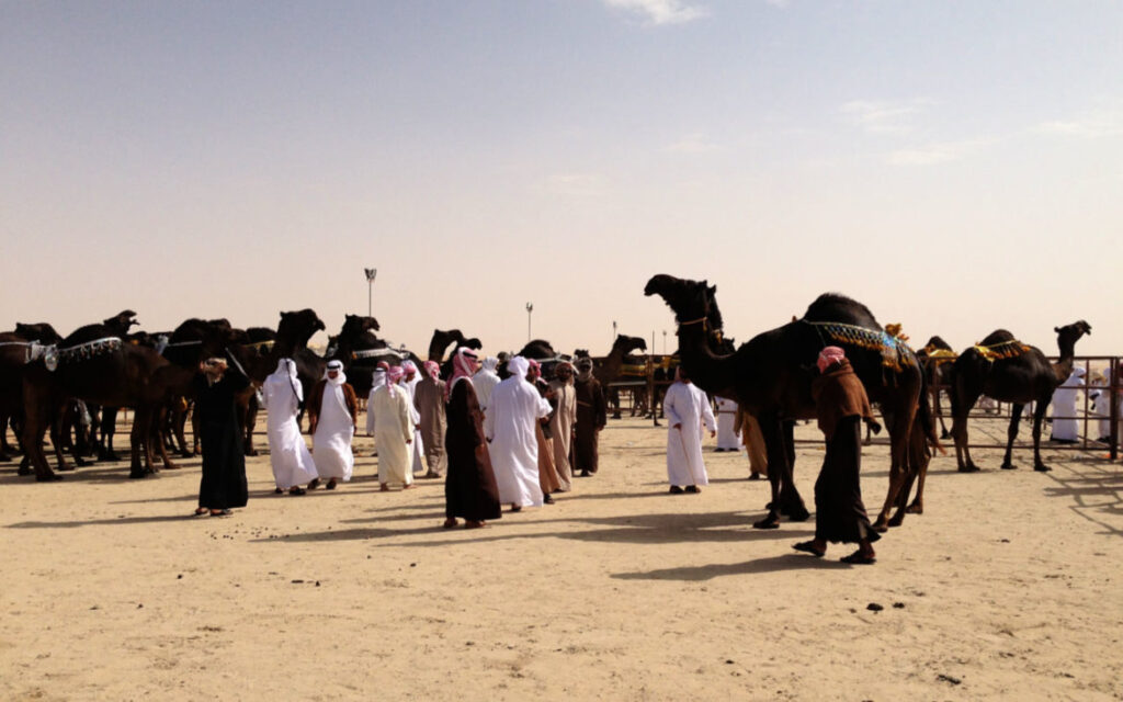 Judging time at the Al Dhafra Festival