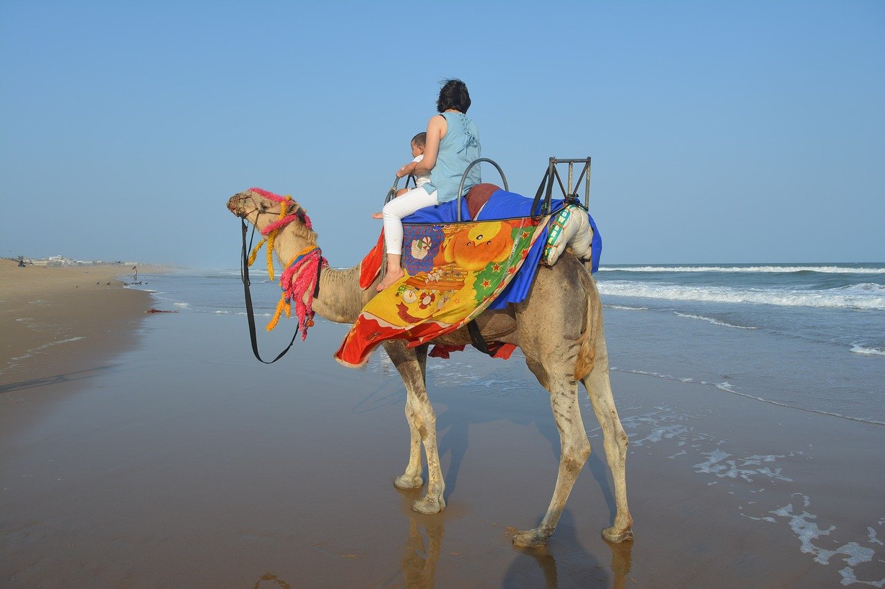 Dubai Camel Ride